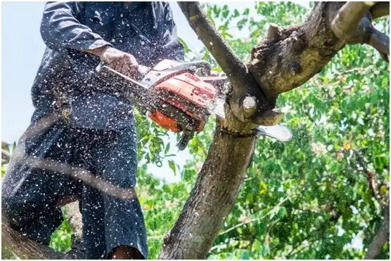 tree services Columbus